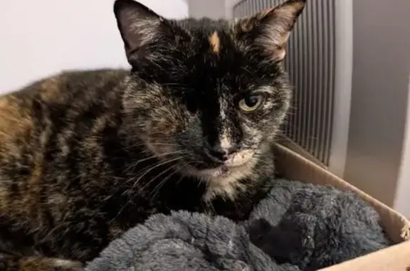 Chat perdu, Saint-Dolay, photo: Chat disparu Fille, Saint-Dolay (fl565574)
