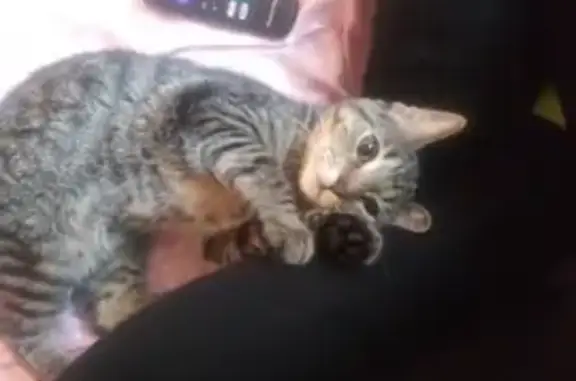 Lost cat, Eveleth
