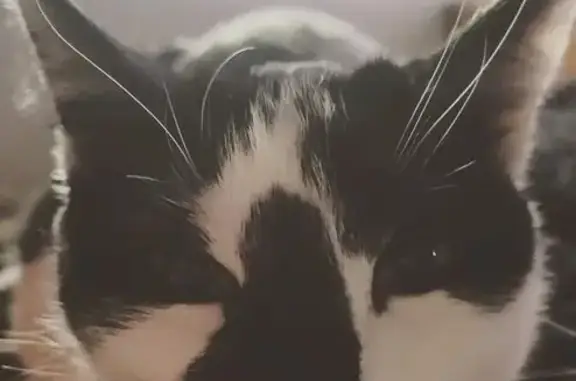 Lost cat, Orem