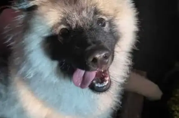 Chien perdu Gouvieux, photo : Chien disparu Garçon, Gouvieux (fl565580)