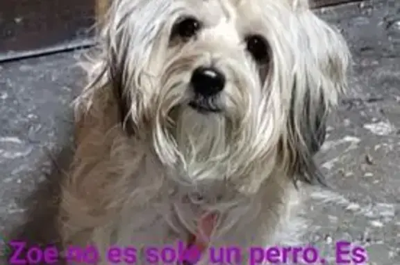 perro perdida