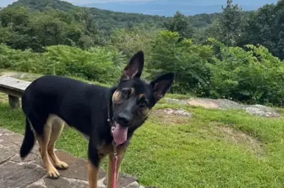 Lost dog, Scottsboro