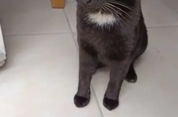 Chat disparu Fille, Romans-sur-Isère (fl565582) - photo