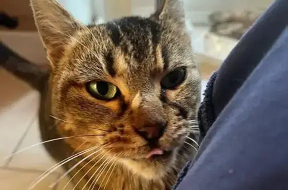 Chat disparu Fille, Saint-Benoît (fl565583) - photo