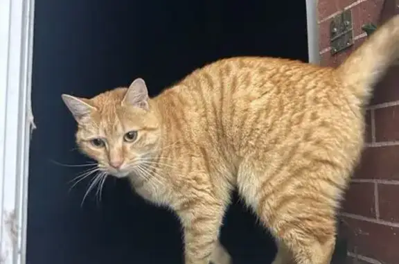 Chat disparu Garçon (fl565584) - photo