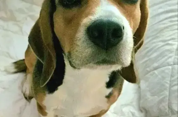 Lost dog, Indianapolis