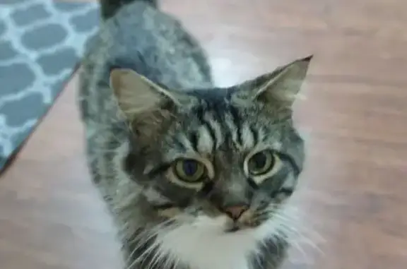 Lost cat, Warner Robins