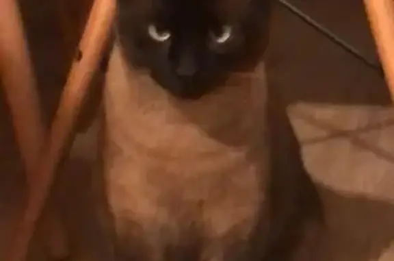 gato perdida, San Sebastian de...