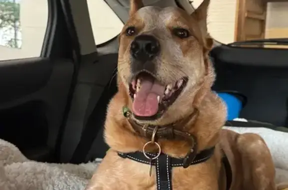 Lost dog