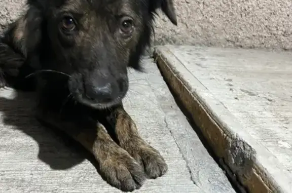 perro encontrada