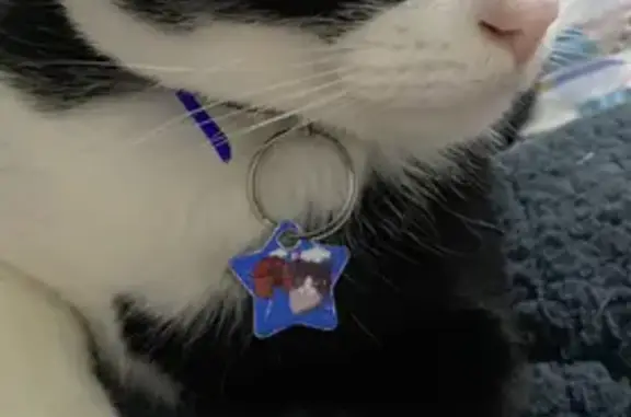 Lost cat