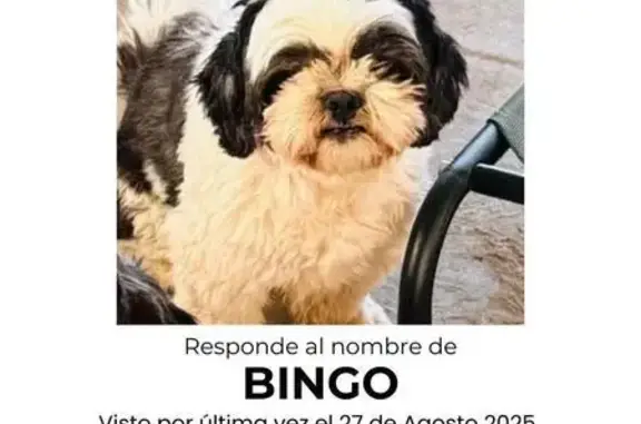 perro perdida