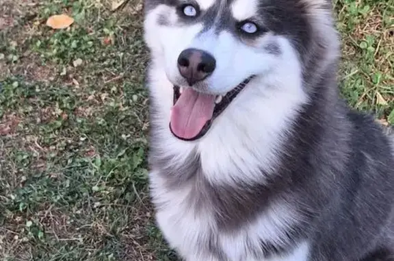 Chien disparu Garçon, Genas (fl565585) - photo