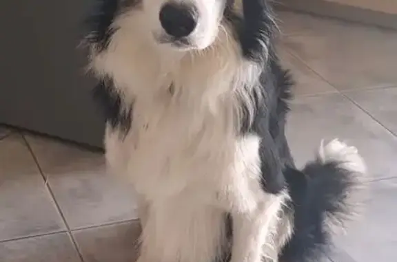 Chien disparu Garçon (fl565589) - photo