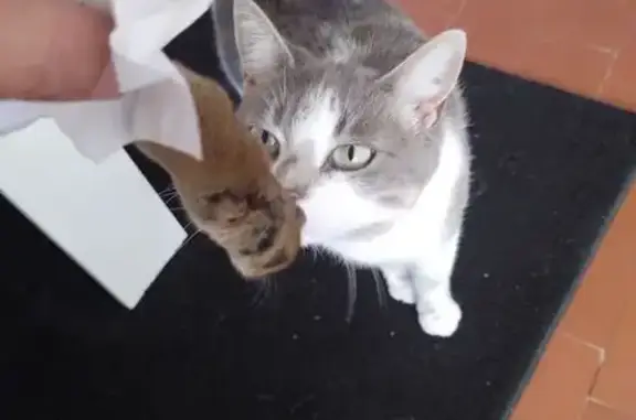 Chat perdu, , photo: Chat disparu Fille (fl565590)