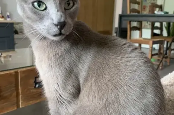 Chat européen gris perdu à Balma - photo