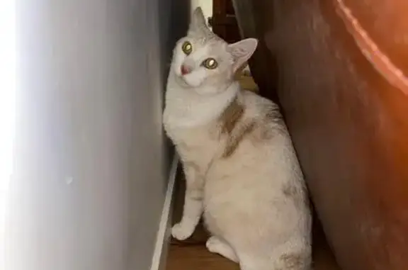 Chat perdu, Cotignac, photo: Chat disparu Garçon, Cotignac (fl565592)
