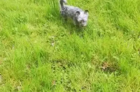 Chien disparu Garçon, Lens (fl565593) - photo