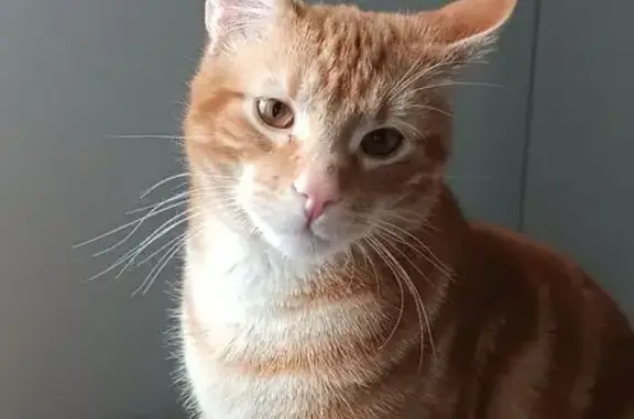 Chat perdu, , photo: Chat disparu Garçon (fl565595)