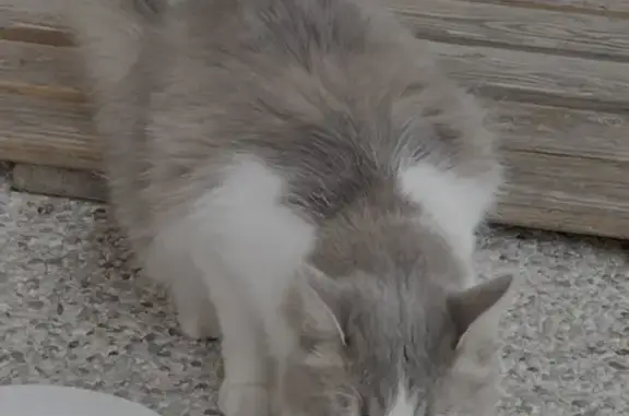 Chat perdu, Saint-Sauveur, photo: Chat disparu Garçon, Saint-Sauveur (fl565597)