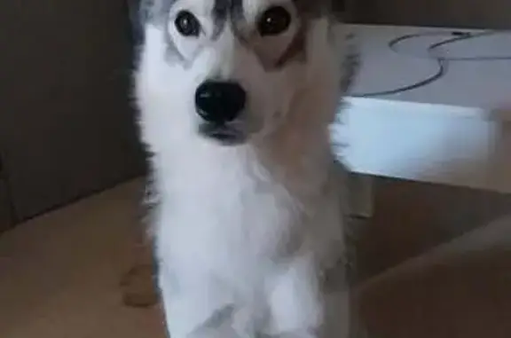 Chien perdu Alençon, photo : Chien disparu Fille, Alençon (fl565600)