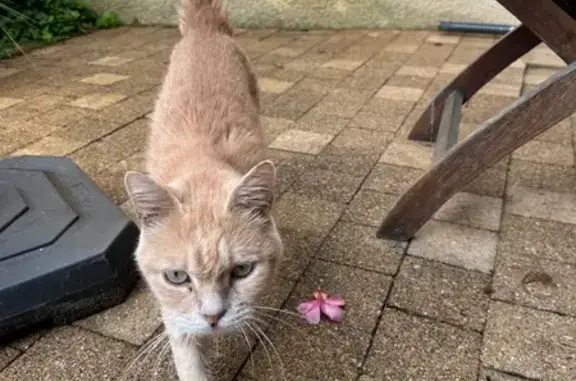 Animaux trouvés Lacanau, photo: Chat trouvé, Lacanau (ff565601)