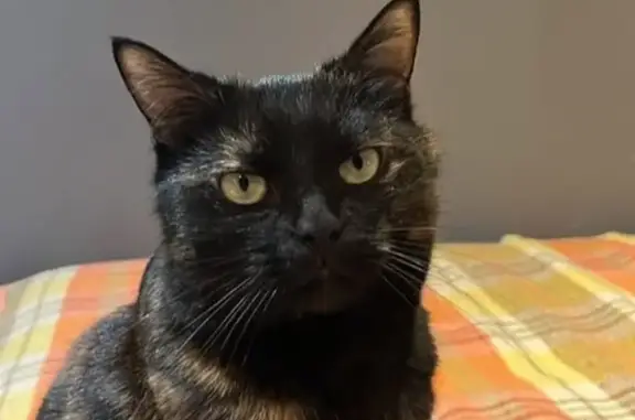 Chat disparu Fille (fl565603) - photo