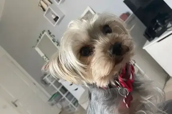 Chien disparu Garçon (fl565604) - photo