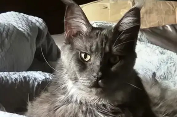 Lost cat