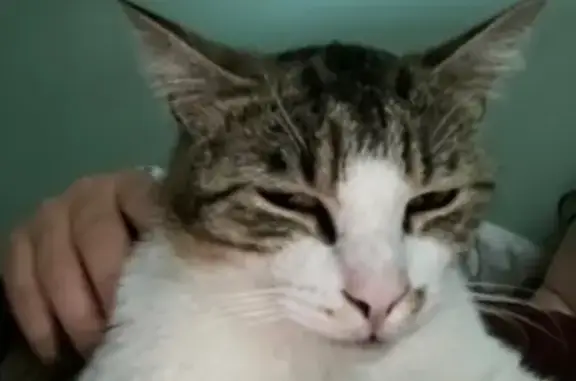 Chat disparu Garçon, Saint-Georges-sur-Baulche (fl565608) - photo