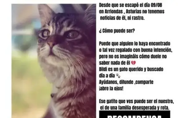 gato perdida