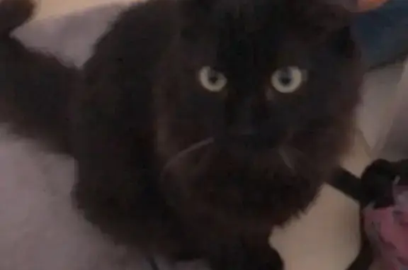 Chat disparu Garçon, Avrillé (fl565611) - photo