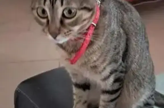 gato perdida