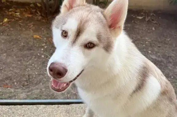 Chien disparu Garçon, Tours (fl565612) - photo