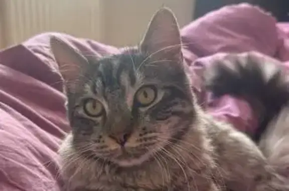 Chat disparu Garçon, Bouchain (fl565614) - photo