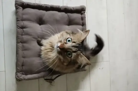 Animaux perdus Naucelle, photo: Chat disparu Garçon, Naucelle (fl565613)