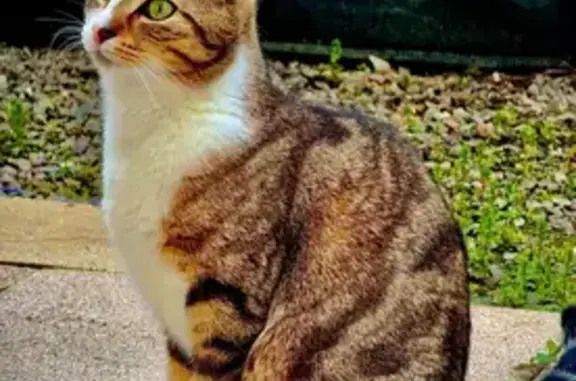 Chat disparu Garçon, Noyal-sur-Vilaine (fl565618) - photo