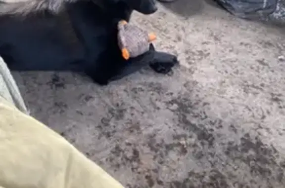 Lost dog