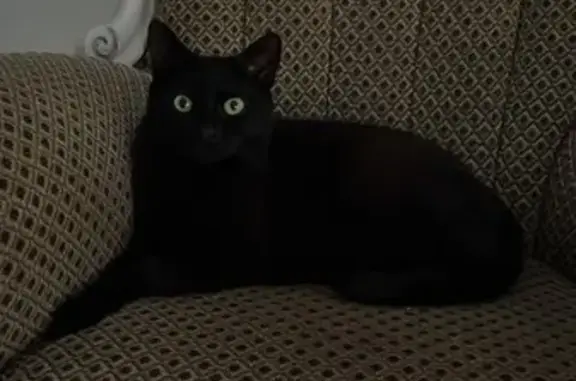 Chat trouvé Mandeure, photo: Chat trouvé Fille, Mandeure (fl565621)