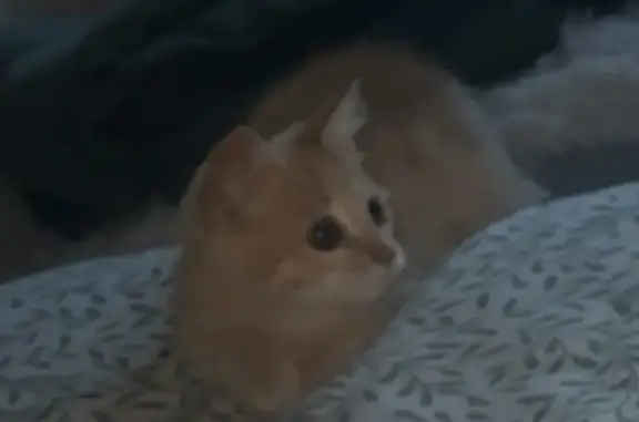 Chat perdu, Saint-Sébastien-sur-Loire, photo: Chat disparu Garçon, Saint-Sébastien-sur-Loire (fl565624)