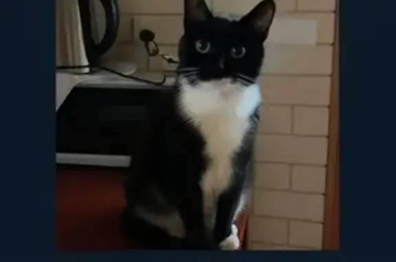 Lost cat, Brisbane