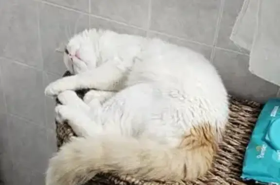 Missing cat , photo: Lost cat