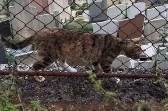 Chat trouvé Fille, Saint-Étienne (ff565626) - photo