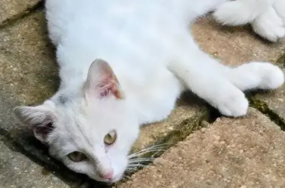 Found cat Cuyahoga Falls, photo: Found cat, Cuyahoga Falls
