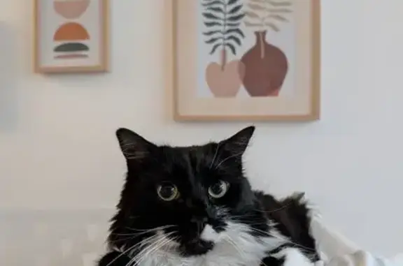 Chat perdu, Lambersart, photo: Chat disparu Fille, Lambersart (fl565628)