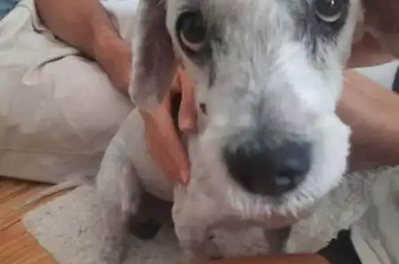 Chien trouvé Aubais, photo: Chien gris trouvé à Aubais, pucé étranger