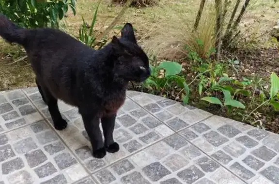 Chat trouvé Champagne-sur-Oise, photo: Chat noir trouvé, queue cicatrisée