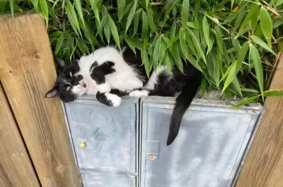 Chat perdu, , photo: Chat noir et blanc perdu à Romillé