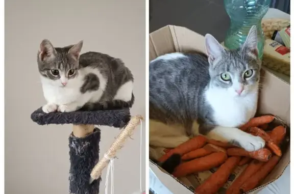 Chatte perdue Vénus, grise et blanche - photo