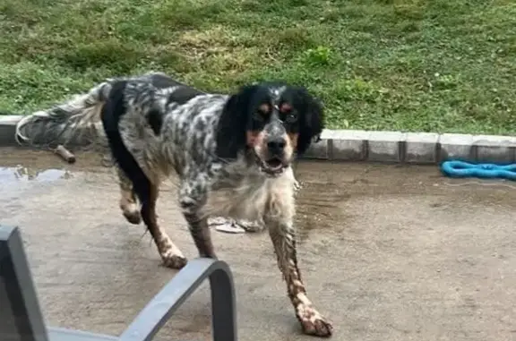 Animaux trouvés , photo: Chien trouvée à Sens-de-Bretagne